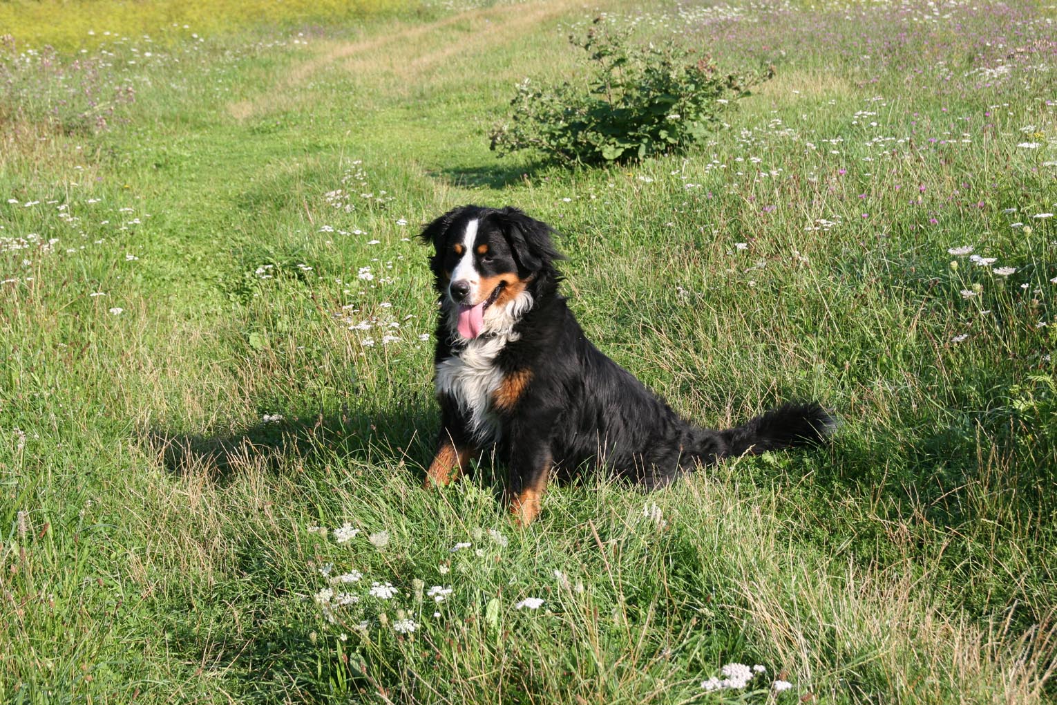 Read more about the article Taunusstein: Hundespielwiese gesucht