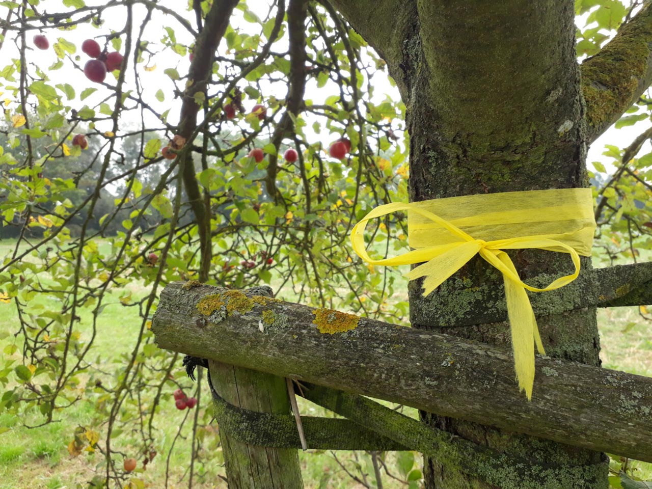 Read more about the article Butzbach: Bäume mit gelbem Band = Obst zum Selbstpflücken