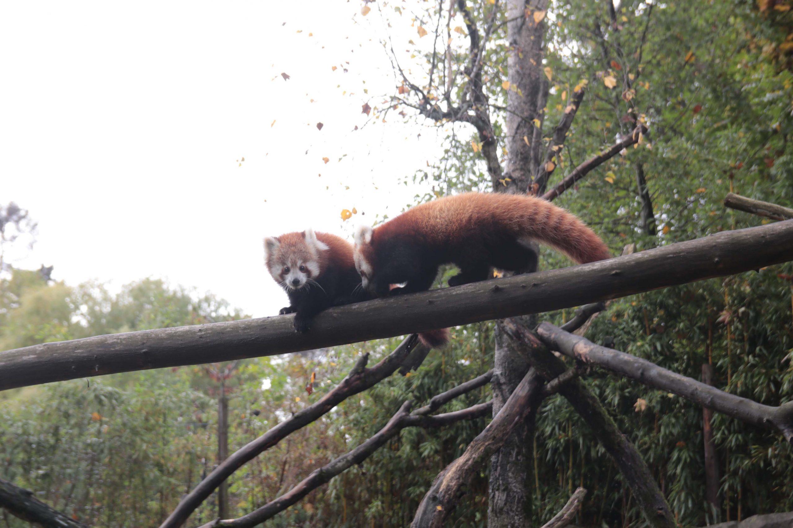 Read more about the article Kronberg: Nachwuchs bei den Roten Pandas im Opel-Zoo