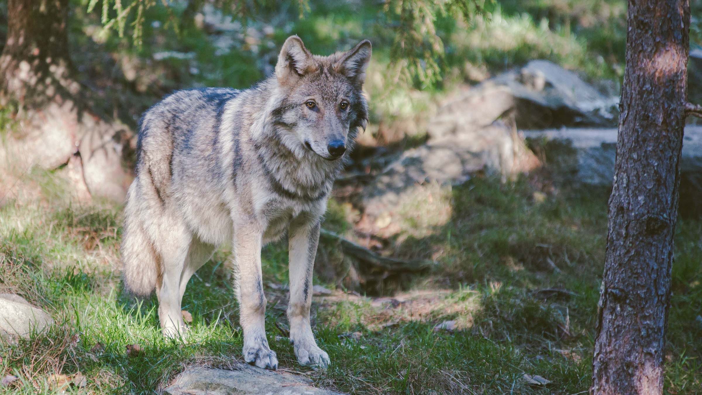 Read more about the article HTK: Wolf im Taunus – Der Kreis informiert auf seiner Homepage und gibt Tipps