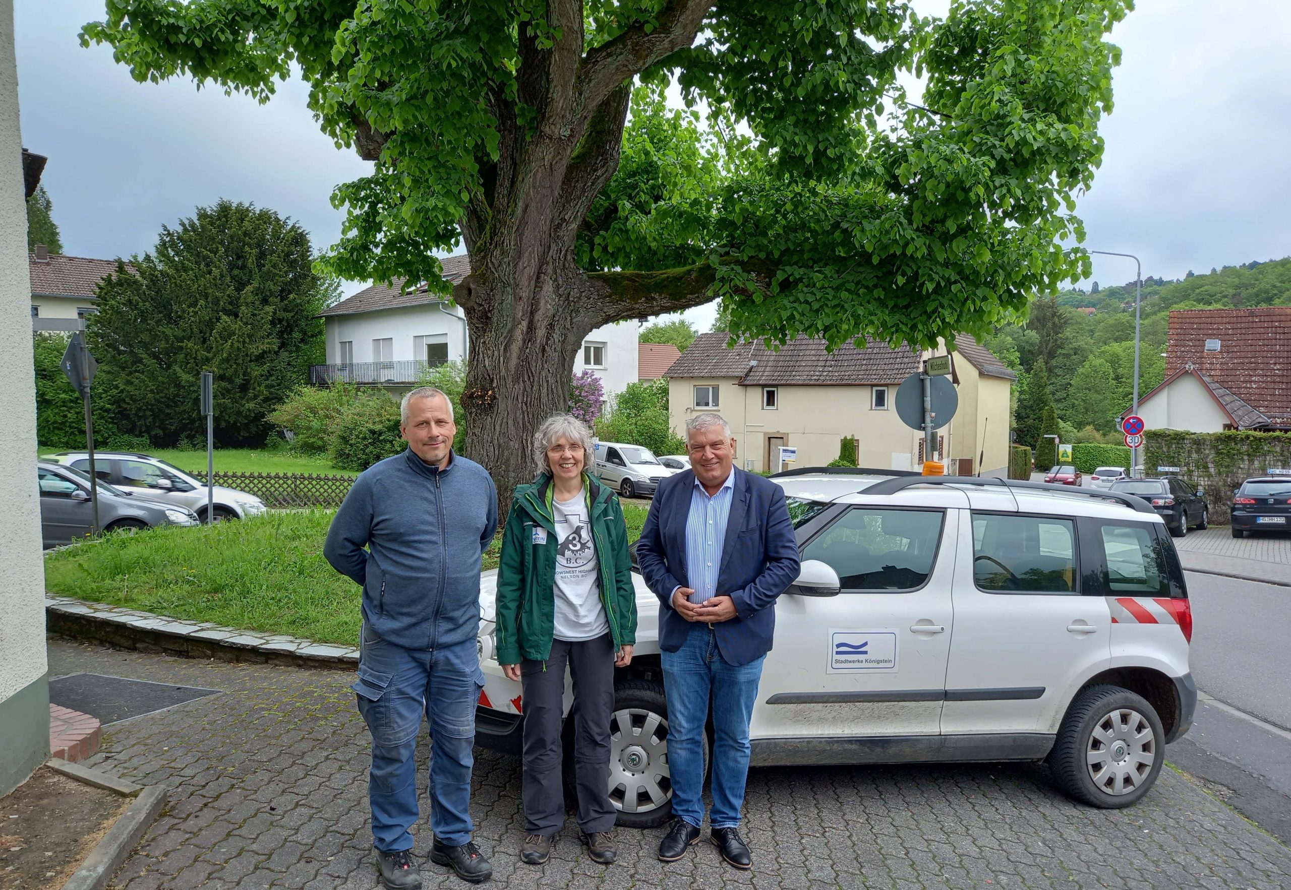 Read more about the article Königstein: Schneidhainer Linde – Wasserversorgung für Naturdenkmal ist geregelt