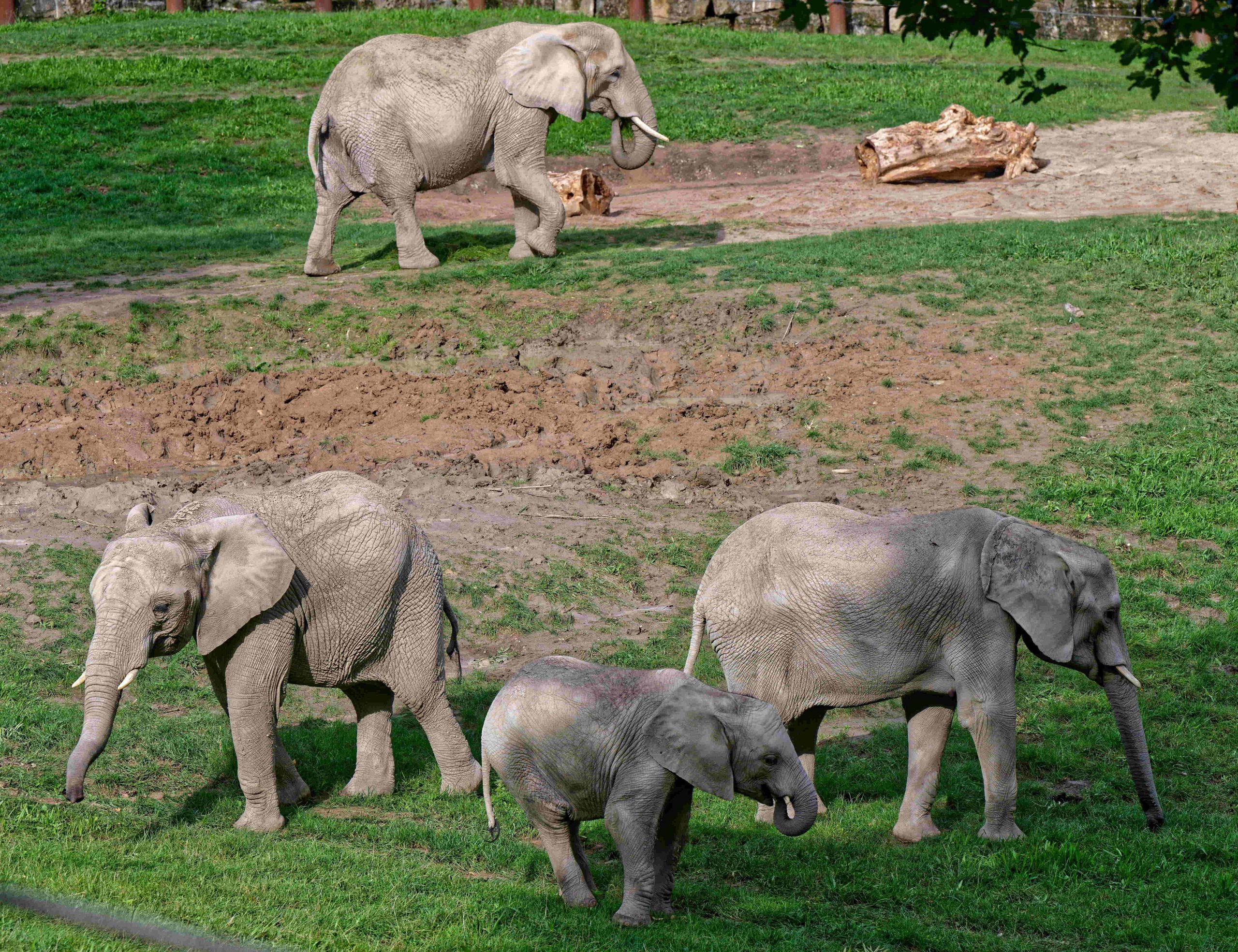 Read more about the article Kronberg: Elefanten-Update aus dem Opel-Zoo