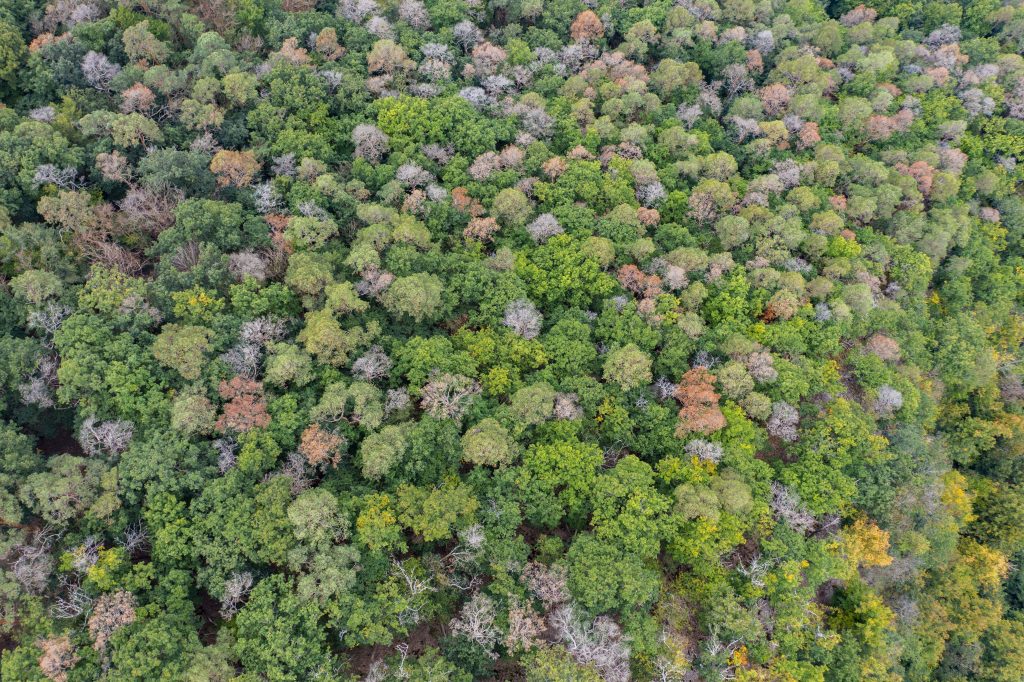 The forests of Wispertaunus photographed with a drone, Hessen, Germany. © Daniel Rosengren