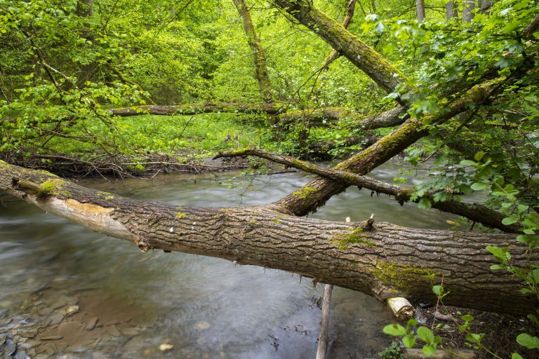 A creek in the Wispertaunus, Hessen, Germany. © Daniel Rosengren