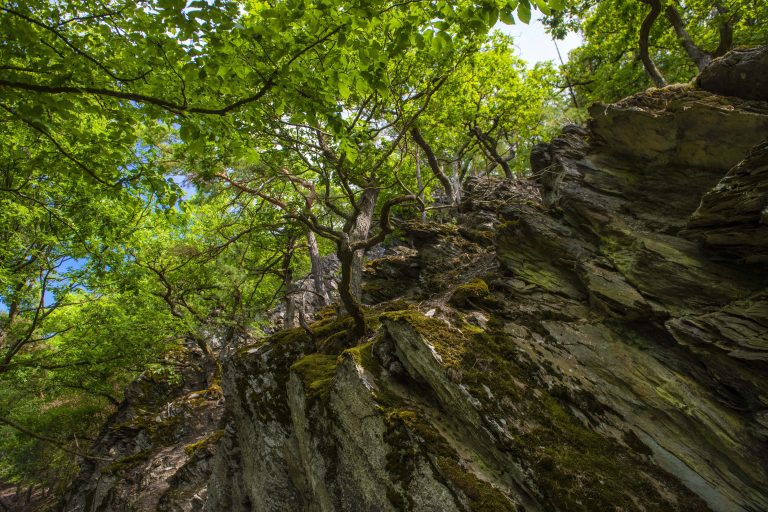 Oak trees growing on porous rocks in the Wispertaunus, Hessen, Germany. © Daniel Rosengren
