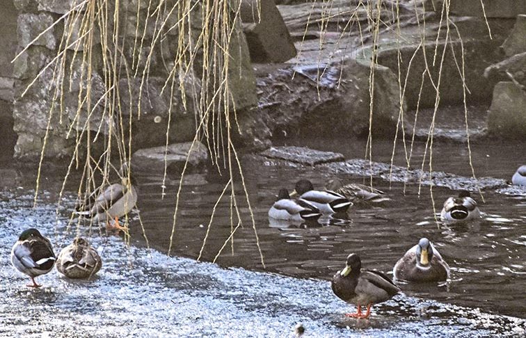 Read more about the article Kronberg: Warum frieren Entenfüße nicht am Eis fest? – Winter-Führung im Opel-Zoo