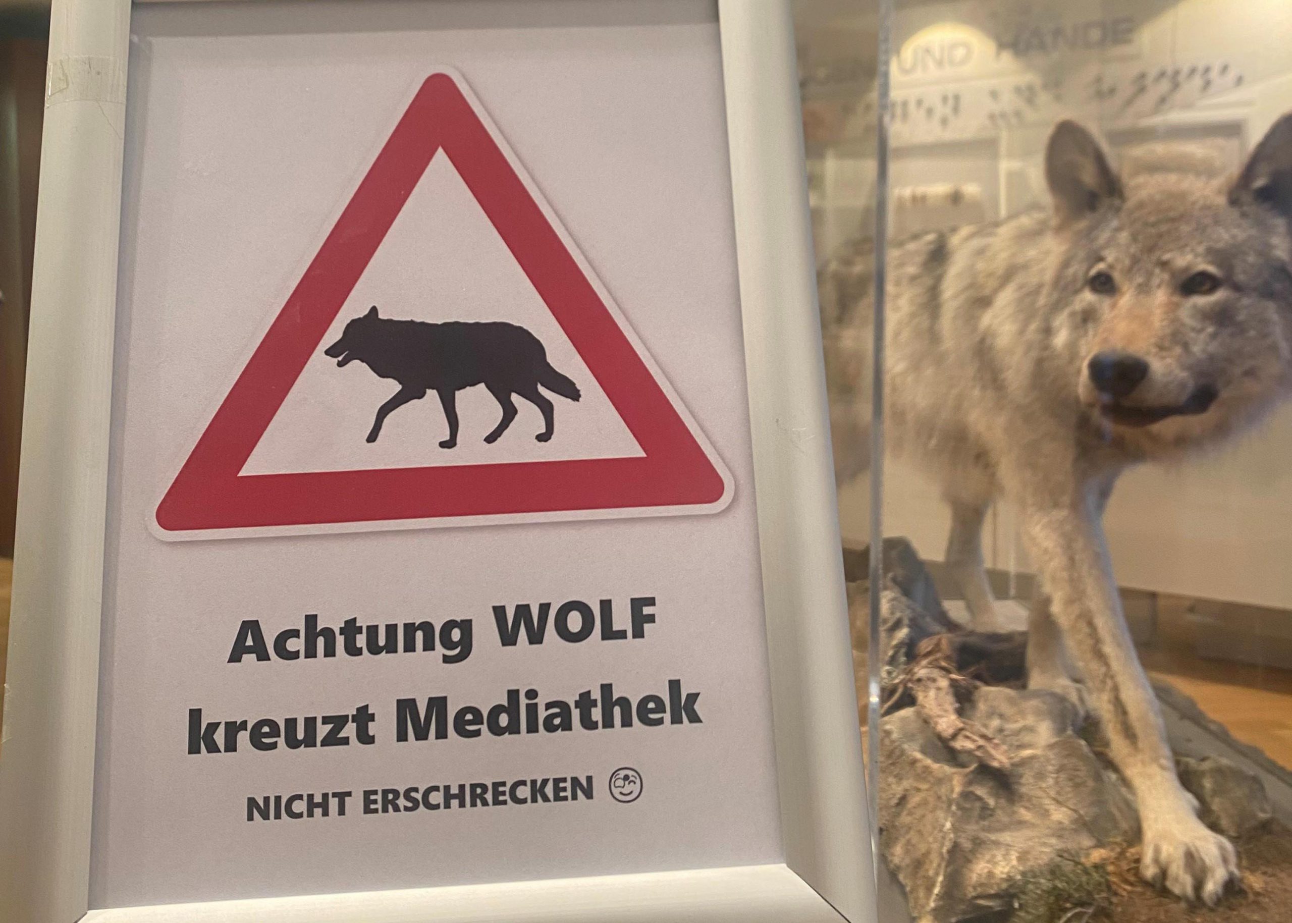 Read more about the article Eltville: Wolf kreuzt Mediathek – Ausstellung rund um den Wolf