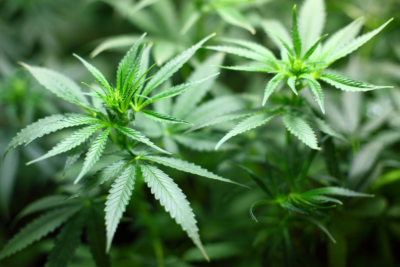 Read more about the article Überregional: Cannabisgesetz (CanG) seit 1. April 2024 in Kraft – Sensibilisierung im Hinblick auf die Teilnahme am Straßenverkehr
