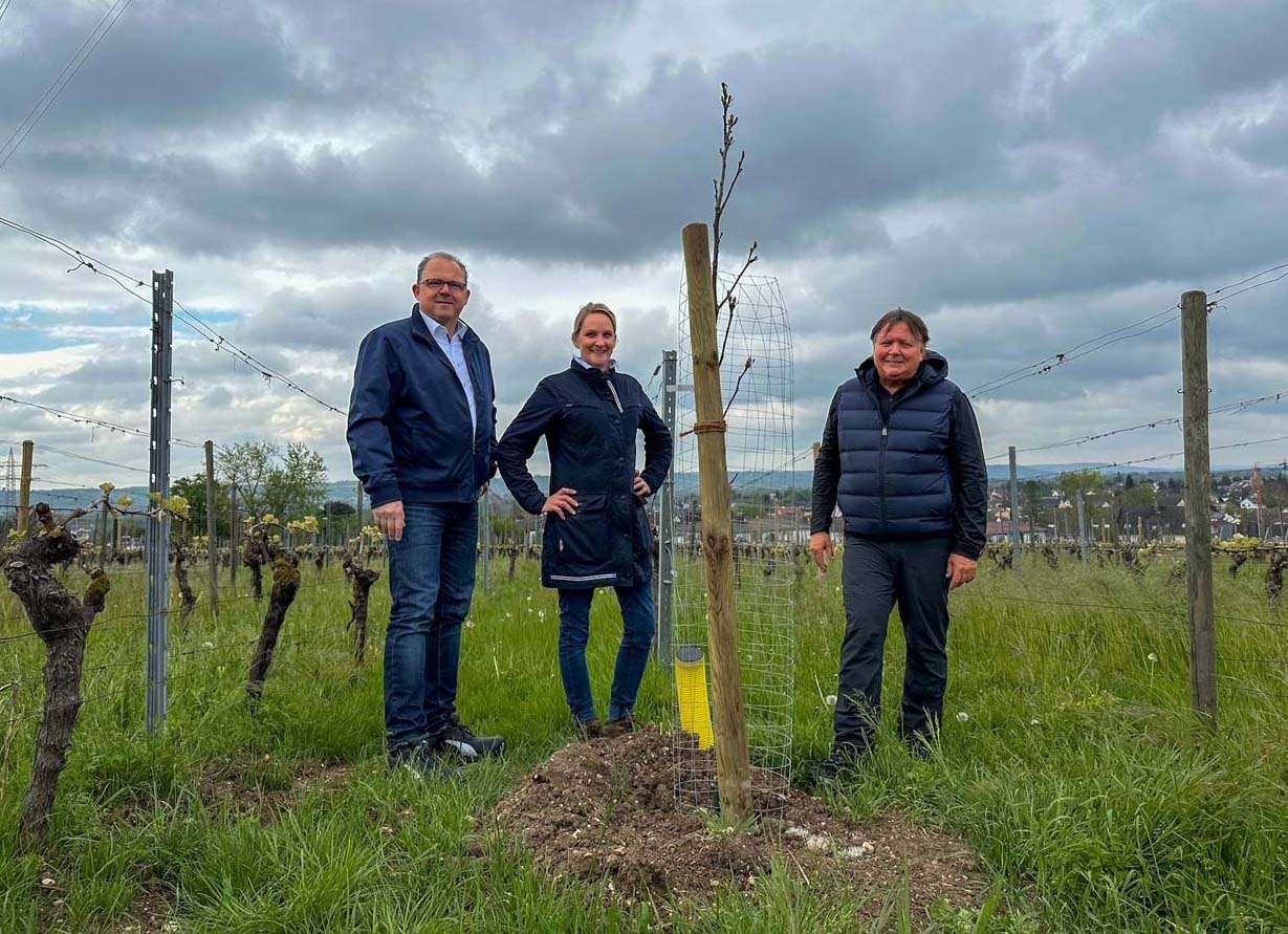 Read more about the article Eltville: Weinbau im Klimawandel – Bäume im Weinberg