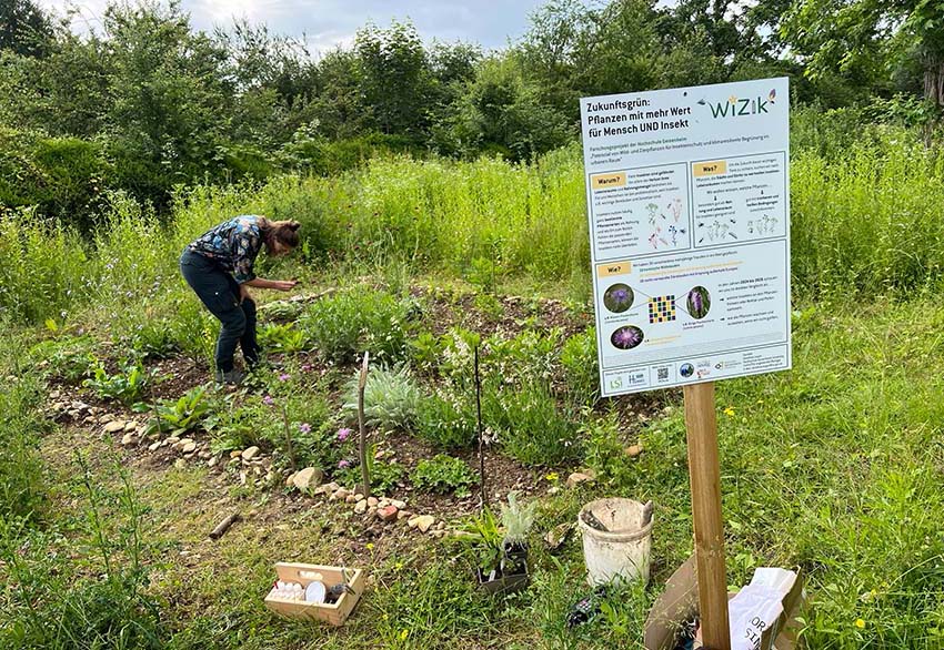 Read more about the article Oberursel: Forschung trifft Praxis – Erstes Insektenmonitoring auf der „WiZik“-Forschungsfläche auf dem Friedhof Bommersheim