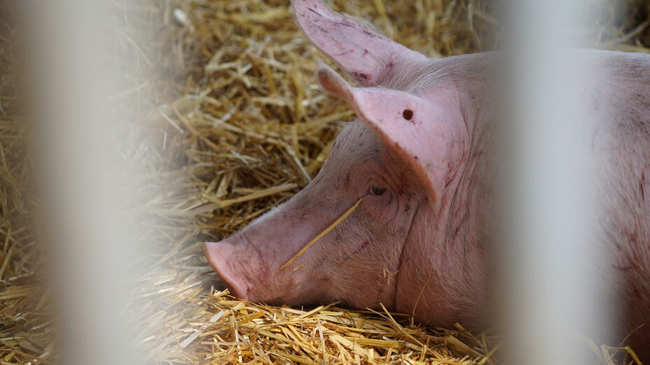Mehr über den Artikel erfahren Hessen: Neue Gebietseinteilung zur Bekämpfung der Afrikanischen Schweinepest