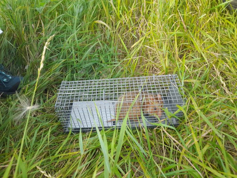 Dieser Hamster wurde für ein Monitoring kurz gefangen. - Foto: Landschaftspflegeverband Main-Taunus e.V.