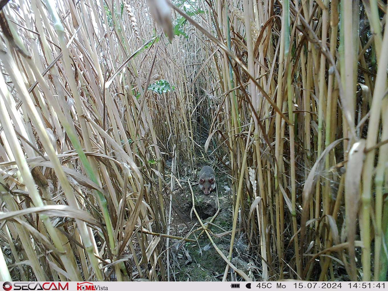 Mehr über den Artikel erfahren MTK: Studie prüft weitere Ansiedlung von Feldhamstern im Kreis