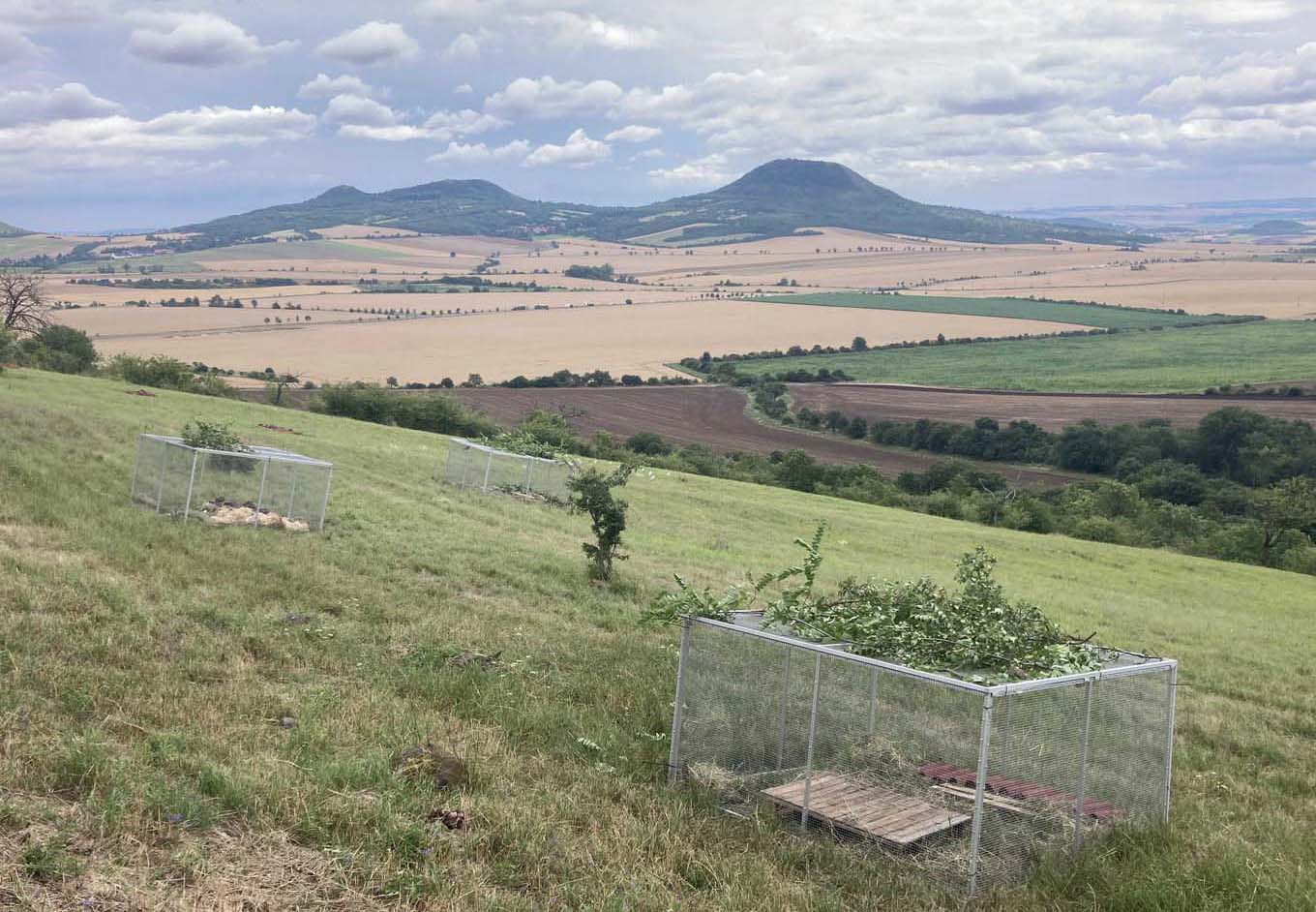 Mehr über den Artikel erfahren Kronberg: Wiederansiedlung von Europäischen Zieseln aus dem Opel-Zoo in Tschechien
