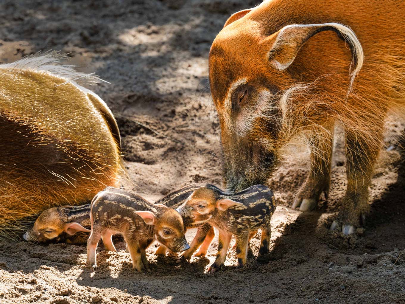 Mehr über den Artikel erfahren Kronberg: Jungtiere im Opel-Zoo – Vier Ferkel bei den Afrikanischen Pinselohrschweinen