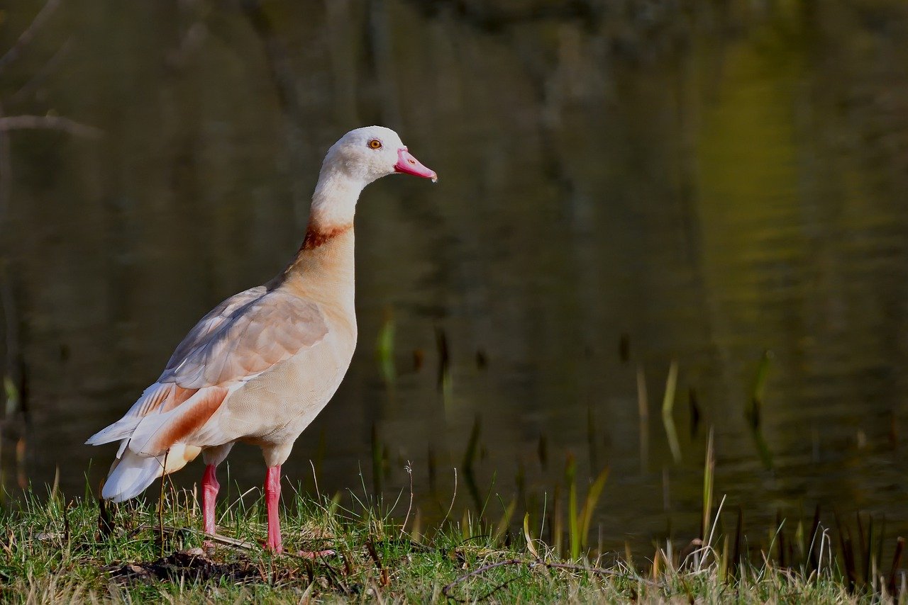 Mehr über den Artikel erfahren Oberursel: Bejagung soll Bestand an Nil- und Kanadagänsen verringern