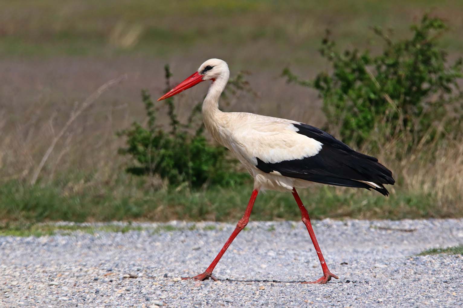 Mehr über den Artikel erfahren Überregional: „Westzieher“ sind zugschlau – Winterstörche gesucht