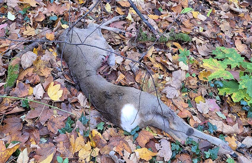 Mehr über den Artikel erfahren Kronberg: Rehbock im Victoriapark gerissen – Vorfall in Grünanlage bewegt und wirft Fragen auf