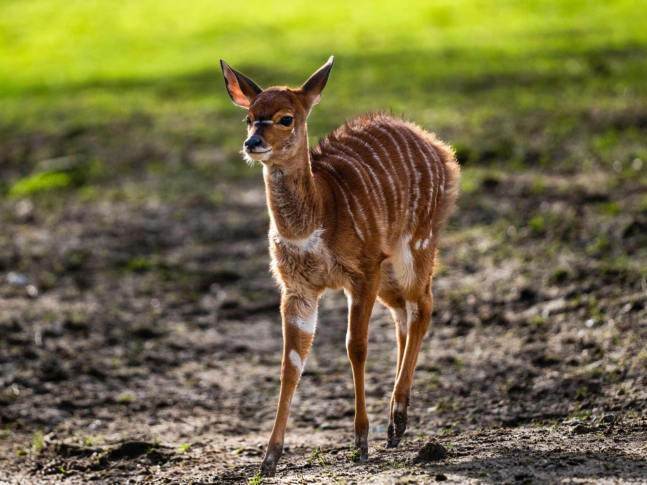 Mehr über den Artikel erfahren Kronberg: Eins, zwei, drei… – Erneut Jungtier bei den Tiefland-Nyalas im Opel-Zoo