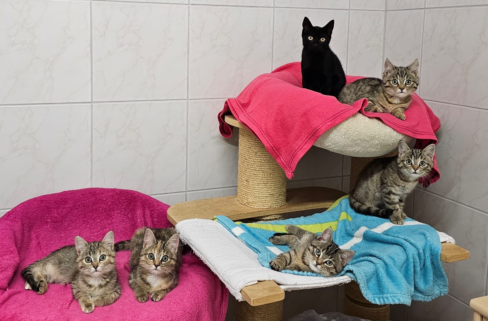 Mehr über den Artikel erfahren Bad Soden/Sulzbach: Neben vielen Fundkitten auch noch gestohlene und anschließend ausgesetzte Katzenbabys