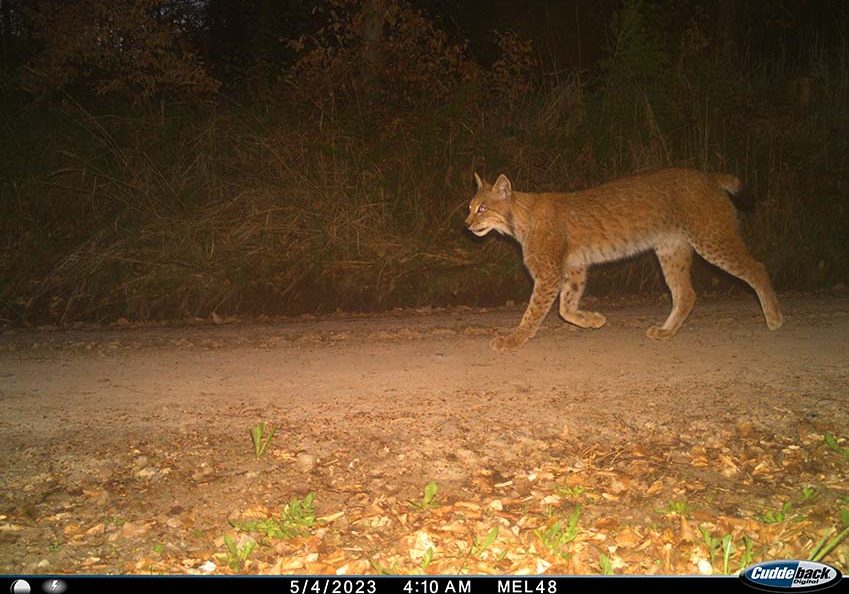 Mehr über den Artikel erfahren Hessen: Luchsbericht 2023/24 dokumentiert leichten Aufwärtstrend