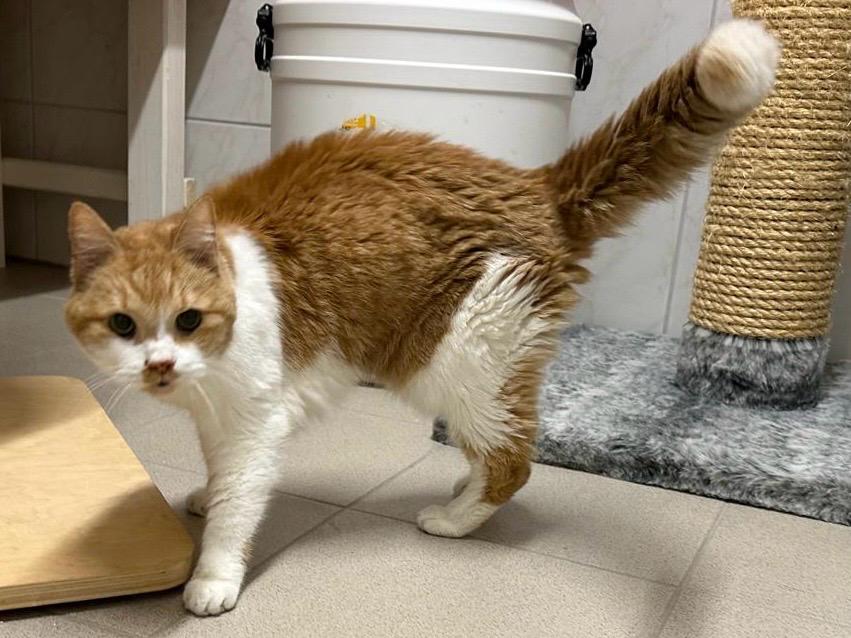 Mehr über den Artikel erfahren Bad Soden/Sulzbach: Katze Lucy nach elf Jahren wiedergefunden