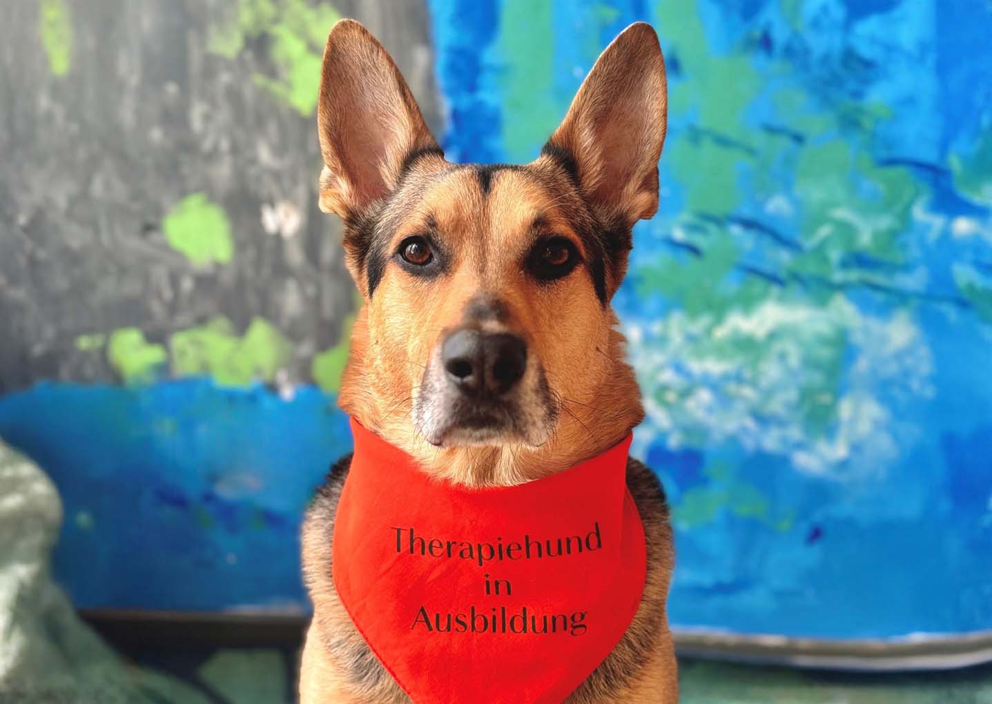 Mehr über den Artikel erfahren Hofheim: „Horthund“ Loki bereichert den Alltag im Caritas Anne-Frank-Hort