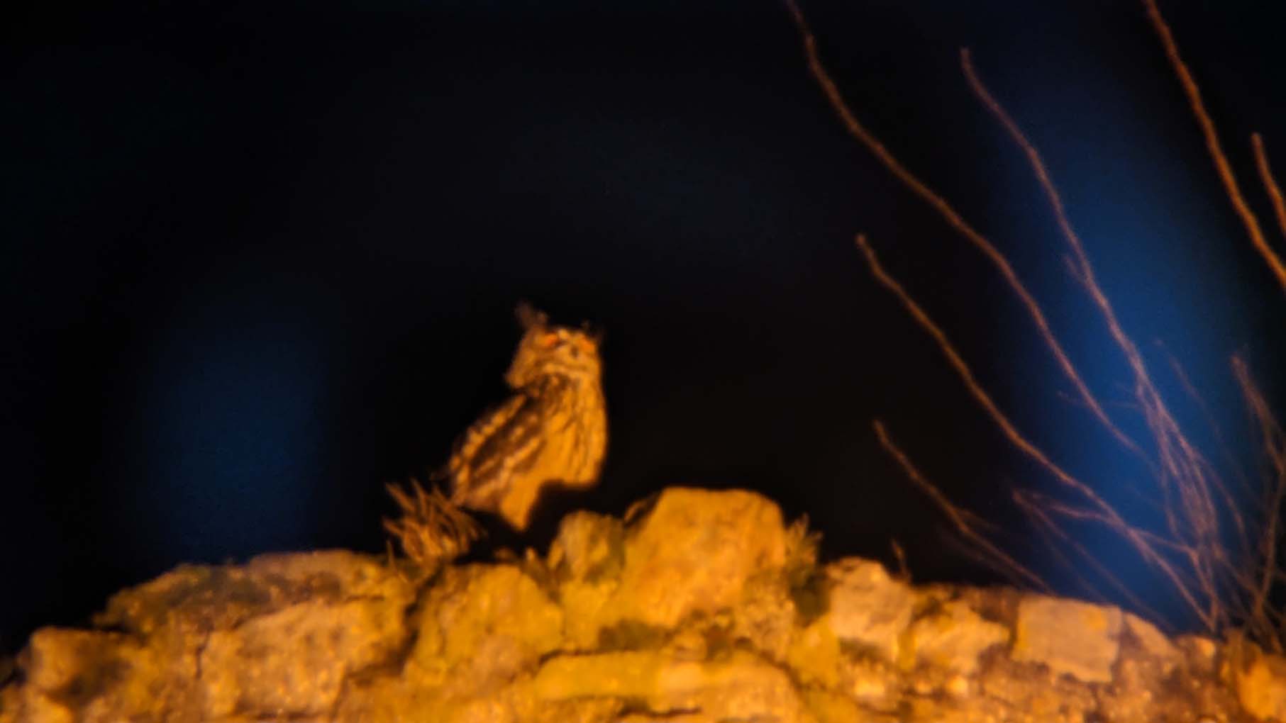 Mehr über den Artikel erfahren Königstein: Uhus auf der Burg – Die siebte Brutsaison hat begonnen