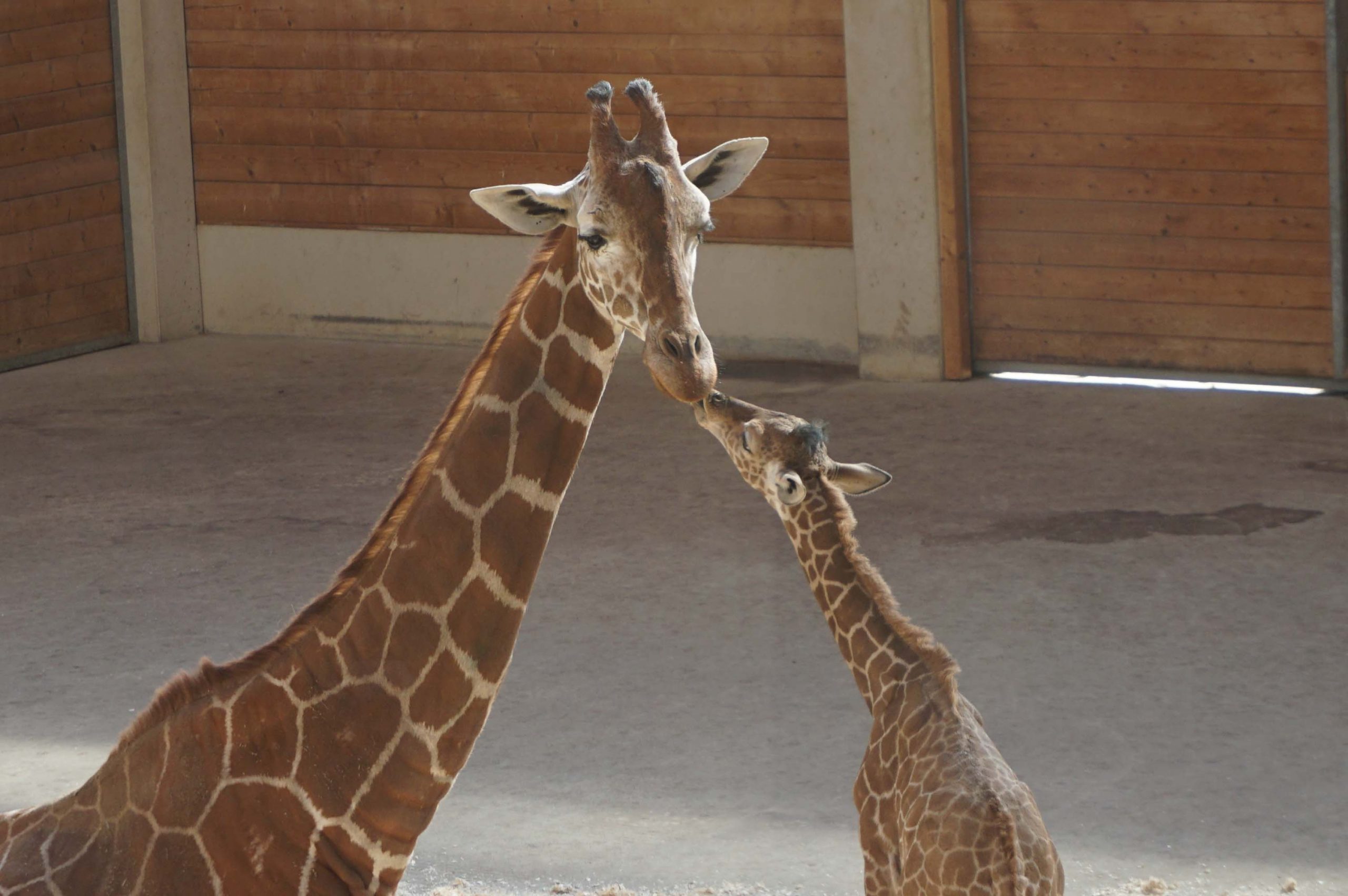 Mehr über den Artikel erfahren Kronberg: Ein Sonnenschein stürzt sich ins Leben – Nachwuchs bei den Netzgiraffen im Opel-Zoo