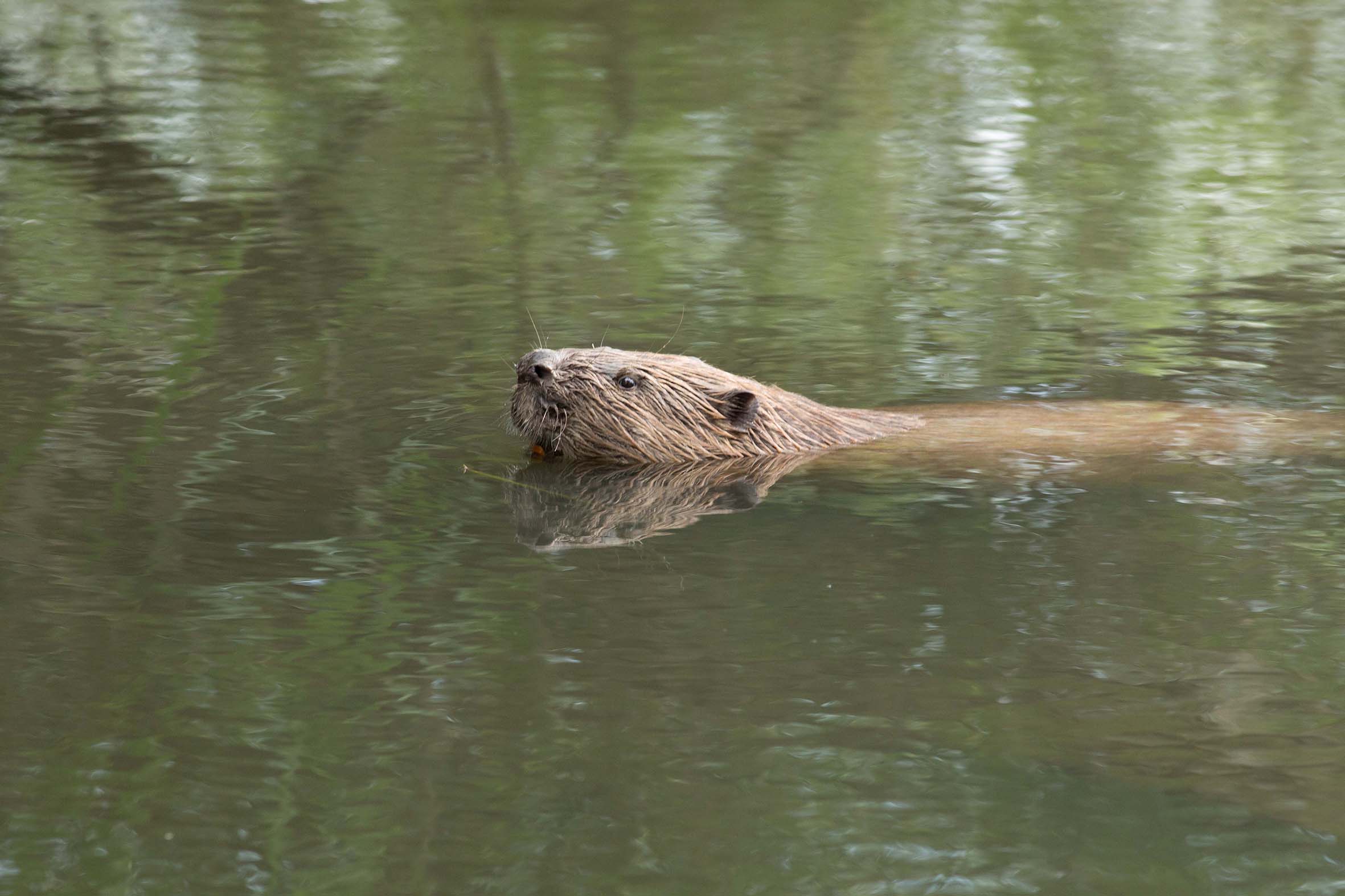 Mehr über den Artikel erfahren Hessen: Handwerker-Nachwuchs macht sich selbstständig – Junge Biber sind jetzt auf der Suche nach neuen Revieren