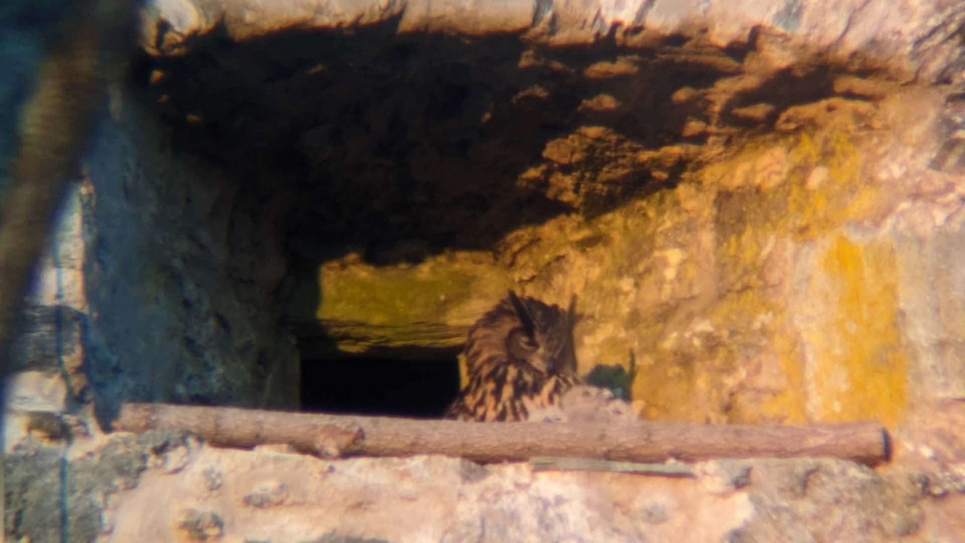 Mehr über den Artikel erfahren Königstein: Charlotte und Leopold haben drei junge Uhus in die Welt gesetzt