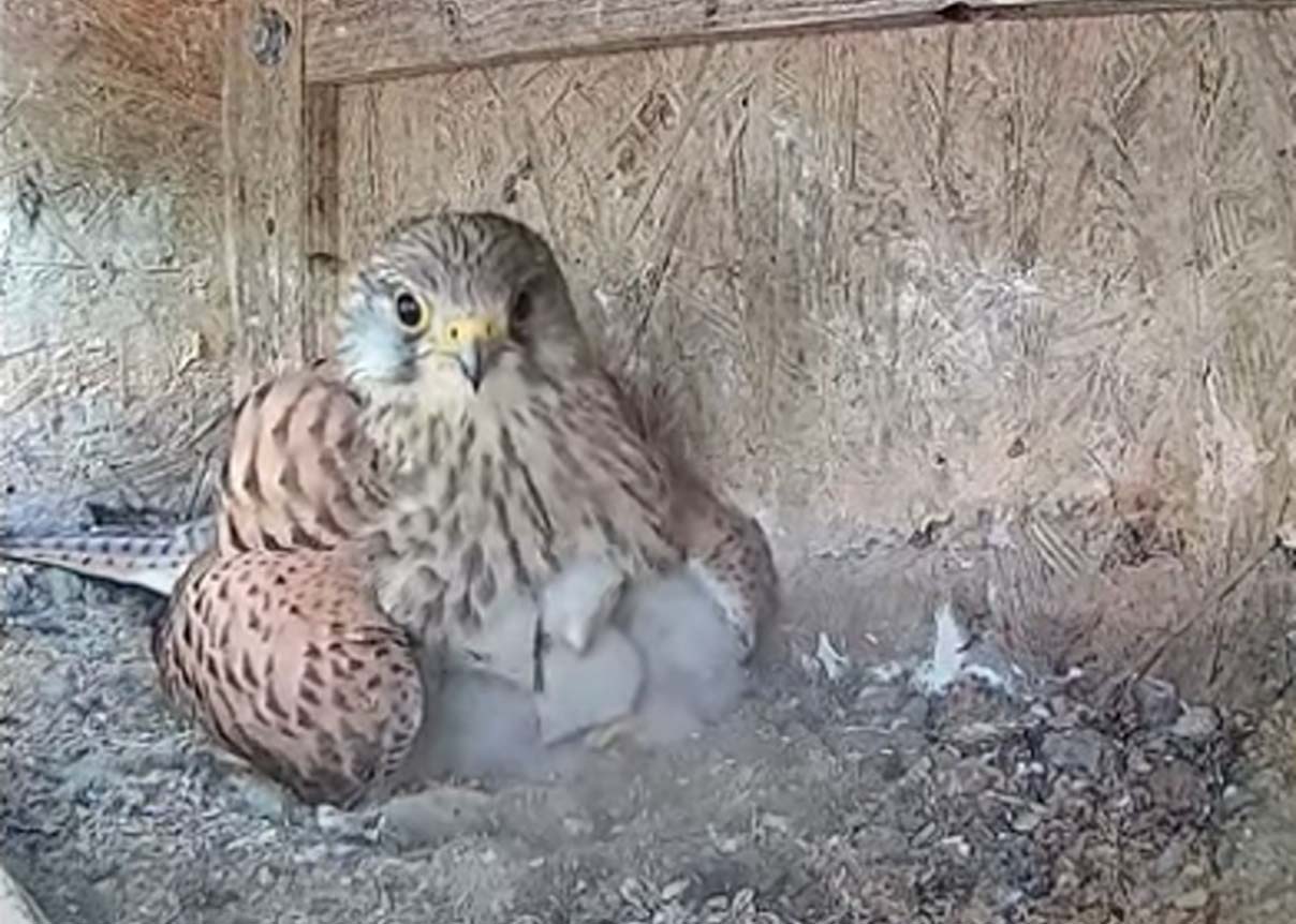 Mehr über den Artikel erfahren Kronberg: Aus dem Nest ins Netz – Webcam des Abwasserverbands rückt Falken-Familie in den Fokus