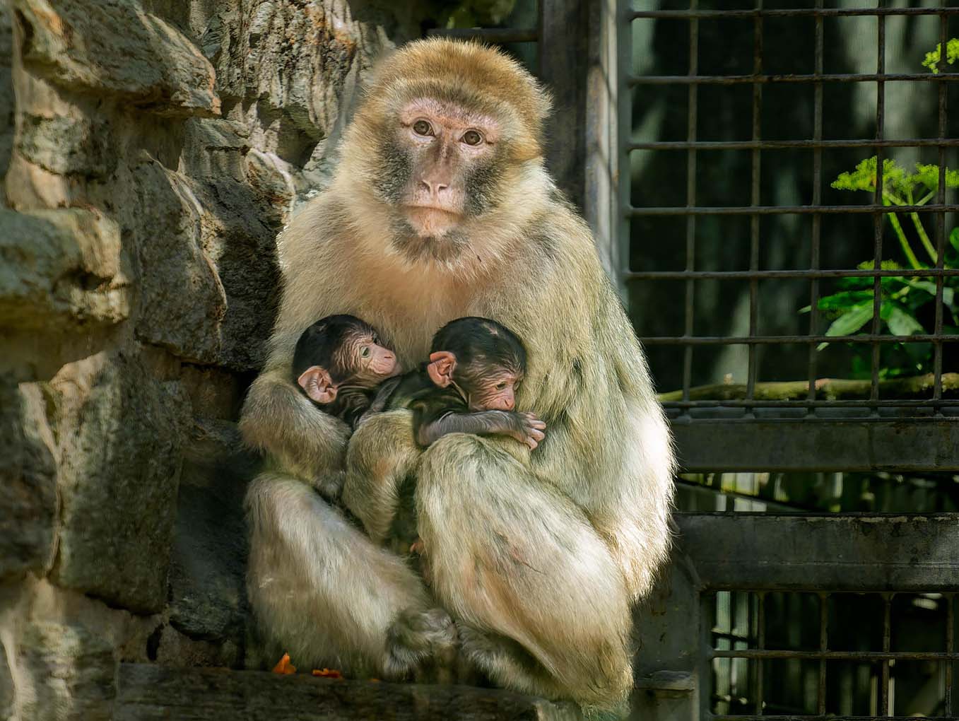 Mehr über den Artikel erfahren Kronberg: Seltene Zwillingsgeburt im Opel-Zoo – Ein Berberaffen-Jungtier kommt meist allein