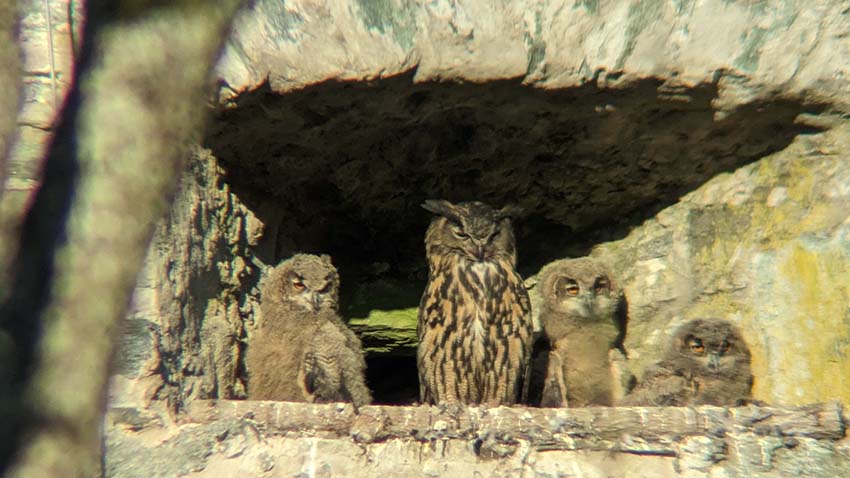 Mehr über den Artikel erfahren Königstein: Die drei putzigen Uhu-Küken auf der Burg entwickeln sich prächtig