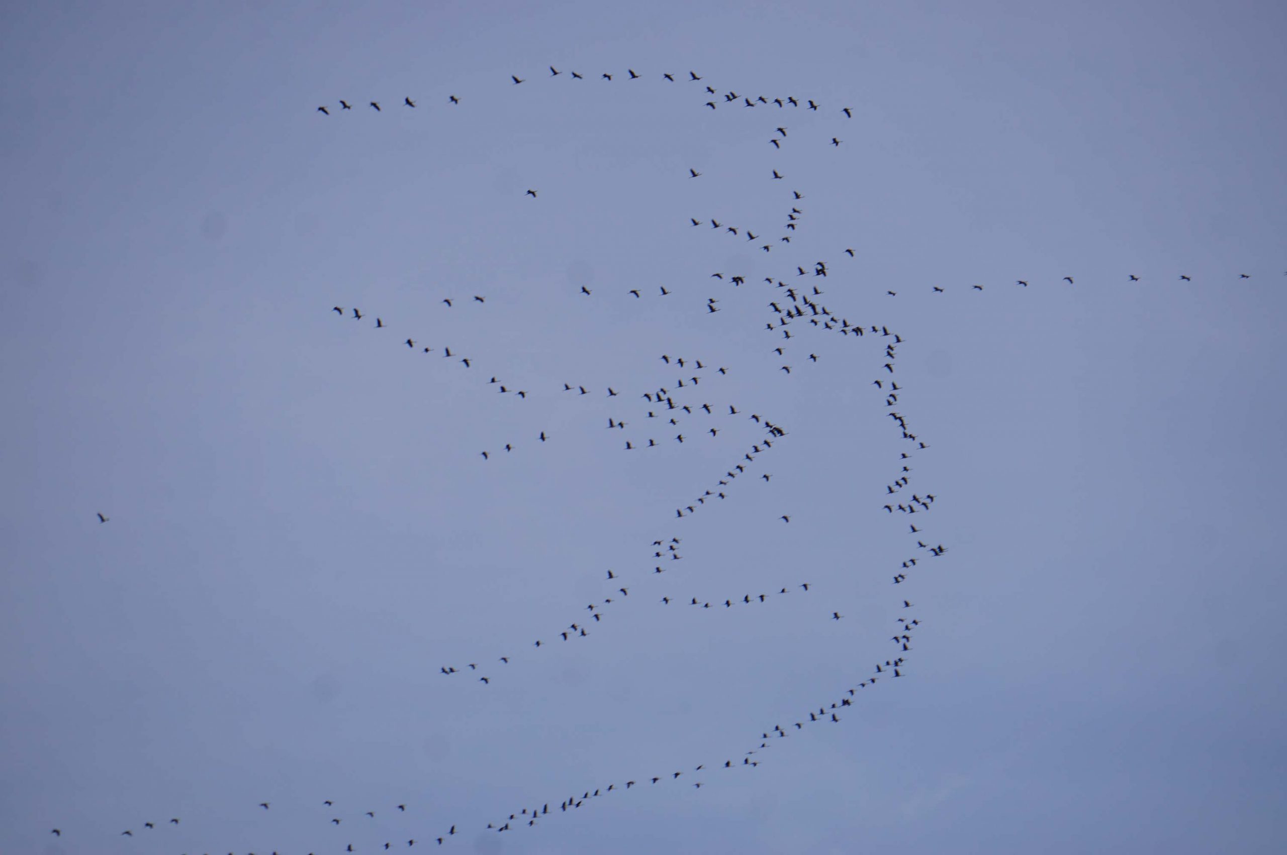 Mehr über den Artikel erfahren Hessen: Vogelinfluenza tötet Kraniche und Wasservögel – Verendete und kranke Vögel bitte nicht anfassen