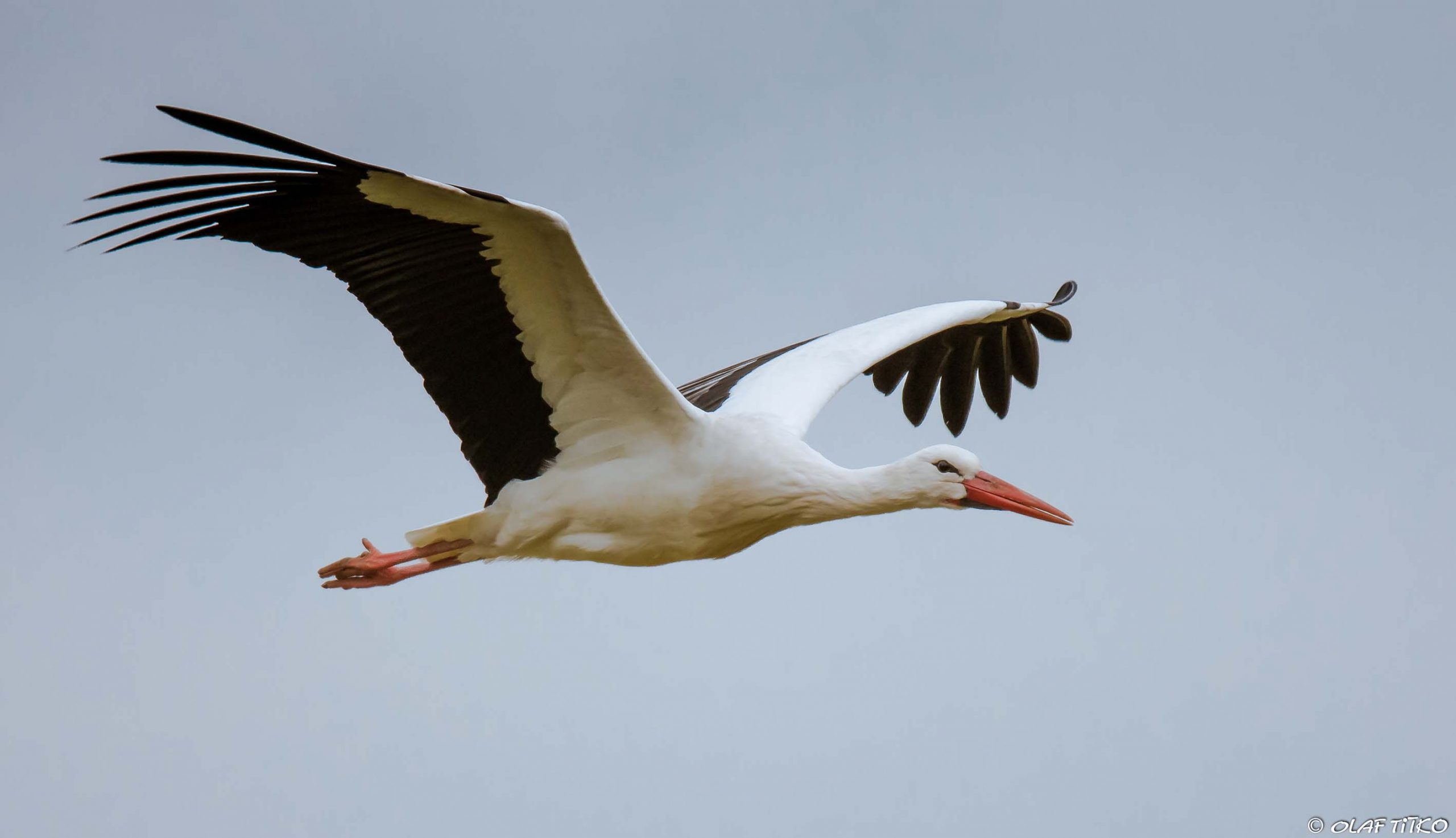 Mehr über den Artikel erfahren Überregional: Weißstörche im Winter – Welche sind nicht in den Süden gezogen?