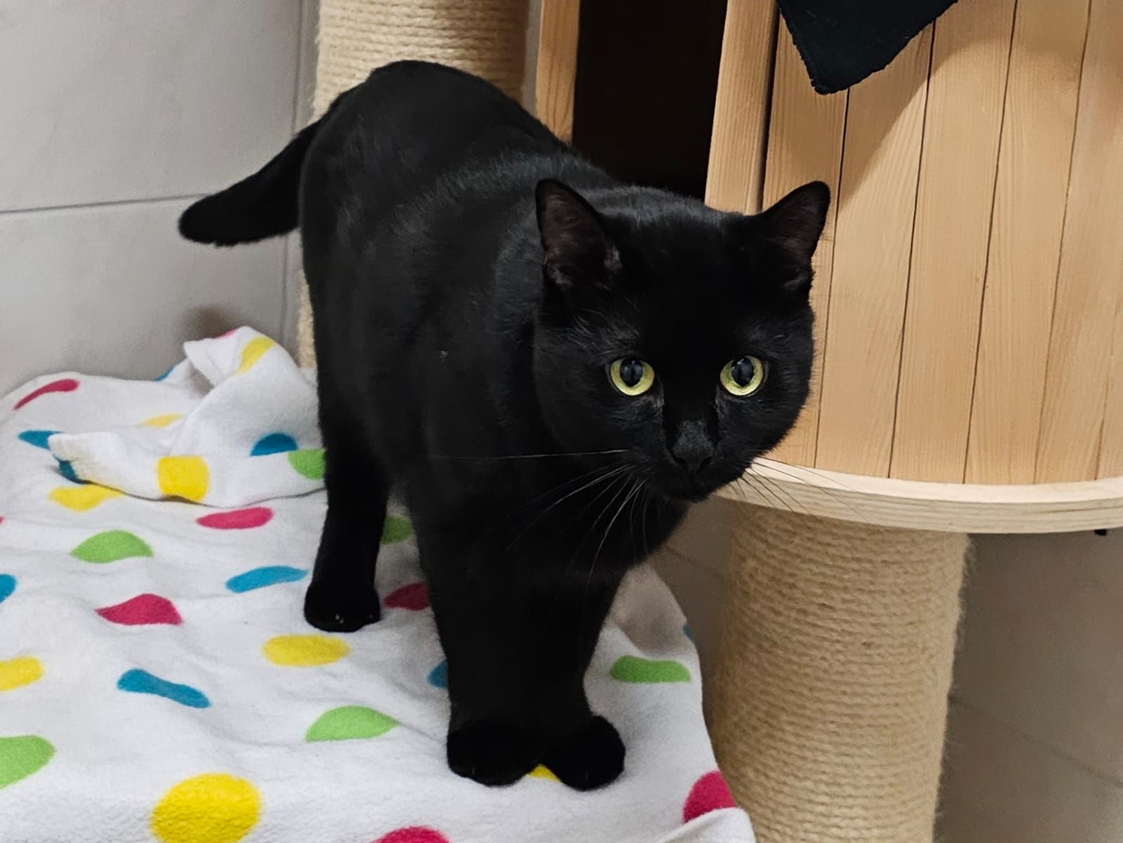 Mehr über den Artikel erfahren Bad Soden/Sulzbach: Der kleine Held Jagger sucht sein Zuhause