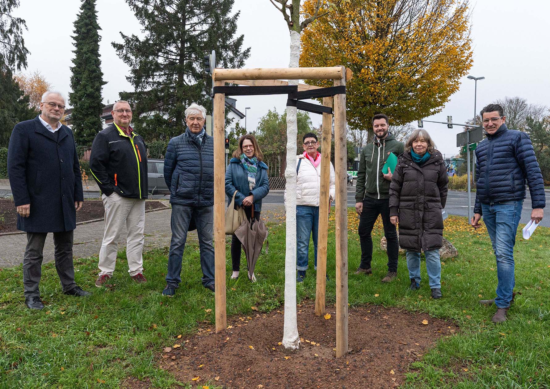 Mehr über den Artikel erfahren Kronberg: Stadt packt Straßenbaum-Probleme an der Wurzel