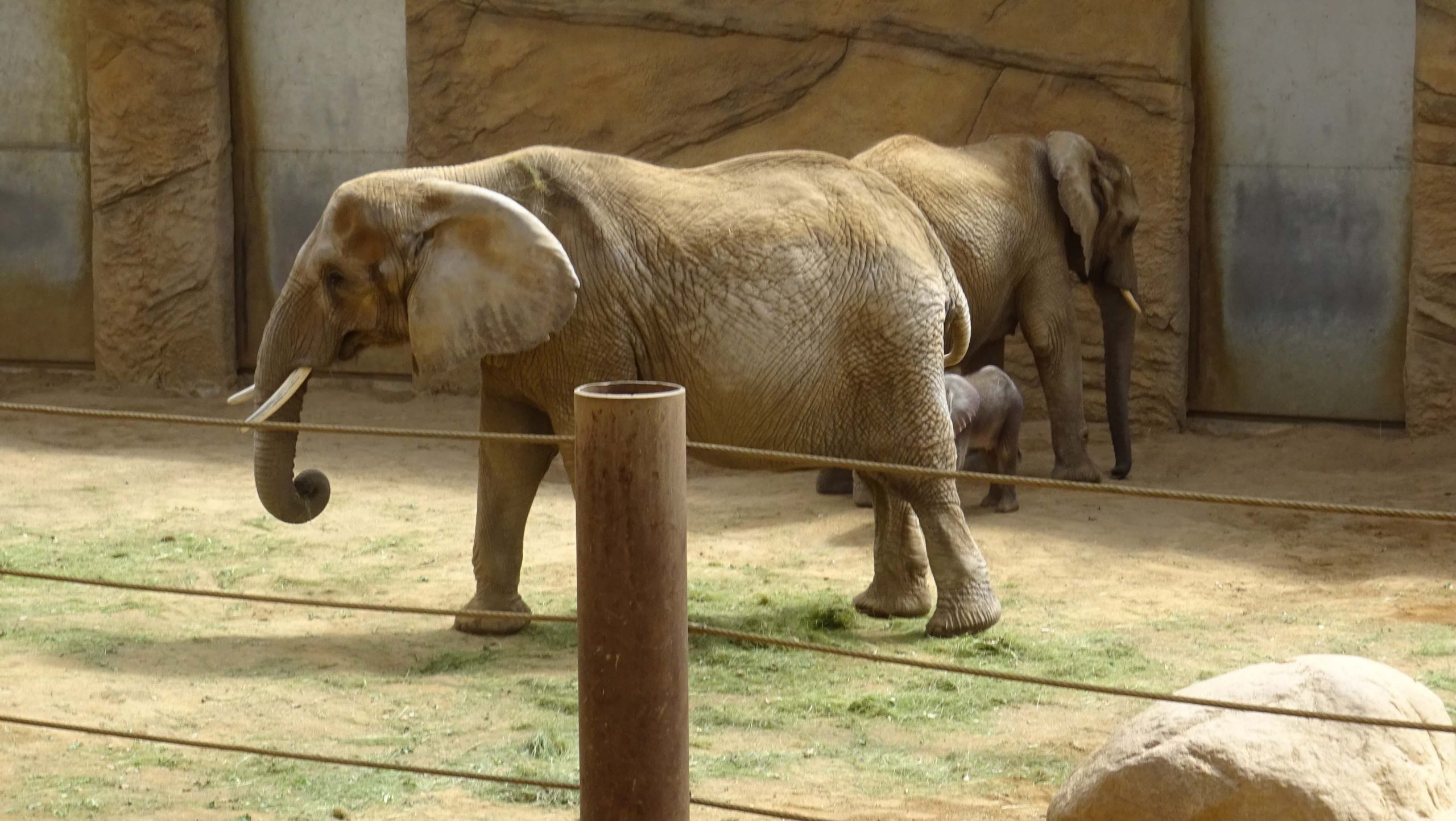 Mehr über den Artikel erfahren Kronberg: Elefanten-Einsatz im Opel-Zoo – Erfolgreiche Amtshilfe der Feuerwehr