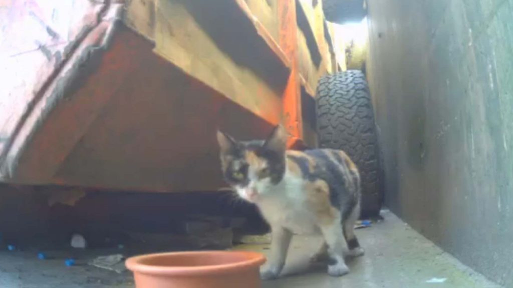 Kitten ohne Mama gefunden - Screenshot_20260212_223619_WhatsApp