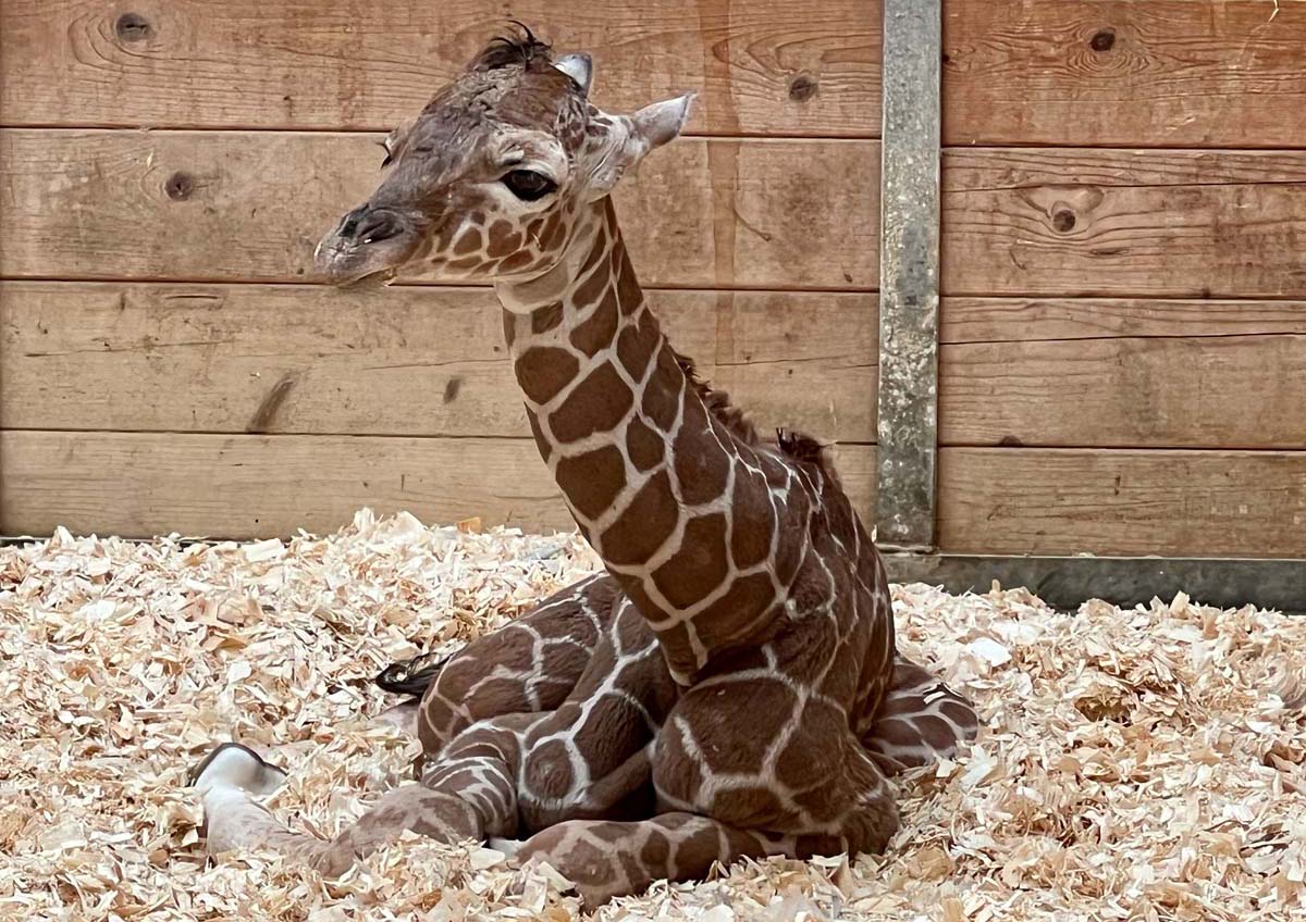 Mehr über den Artikel erfahren Kronberg: Erneut Giraffen-Nachwuchs im Opel-Zoo