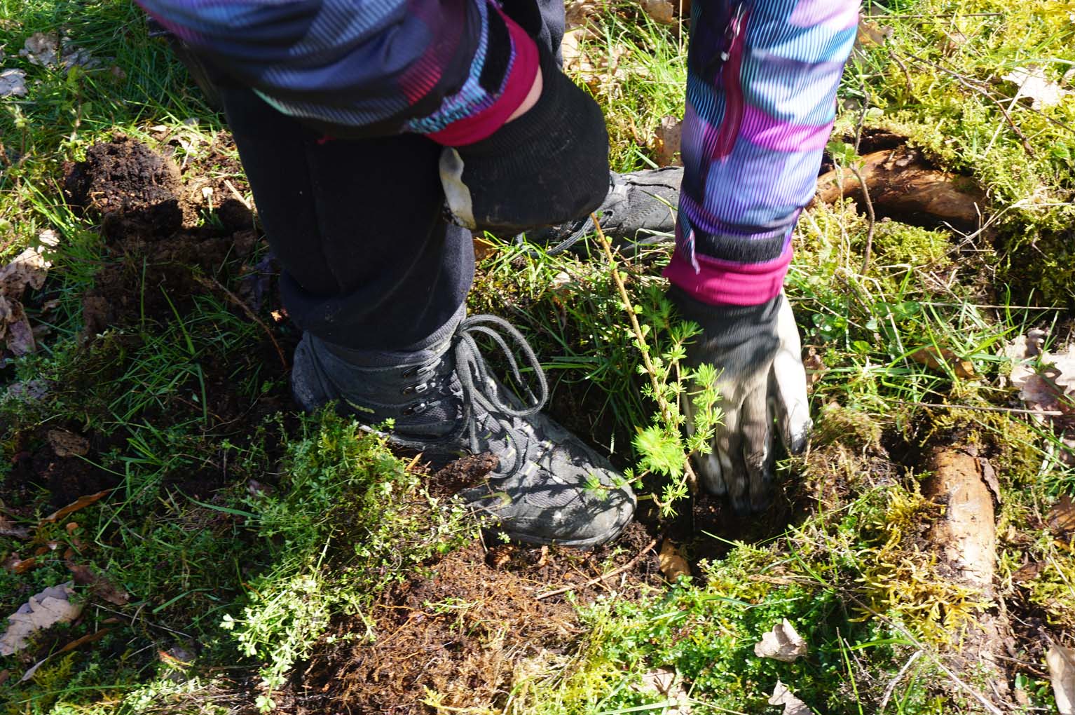 Mehr über den Artikel erfahren HTK: Große Pflanzaktion an der Hohemark