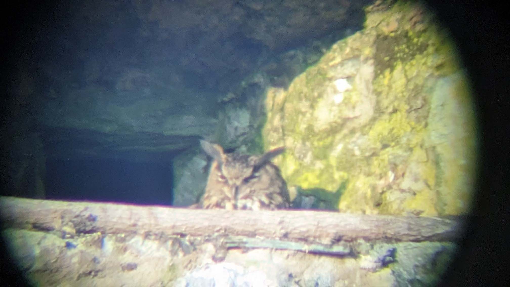 Mehr über den Artikel erfahren Königstein: Uhu-Weibchen „Charlotte“ brütet zum sechsten Mal in Folge in der Burgruine