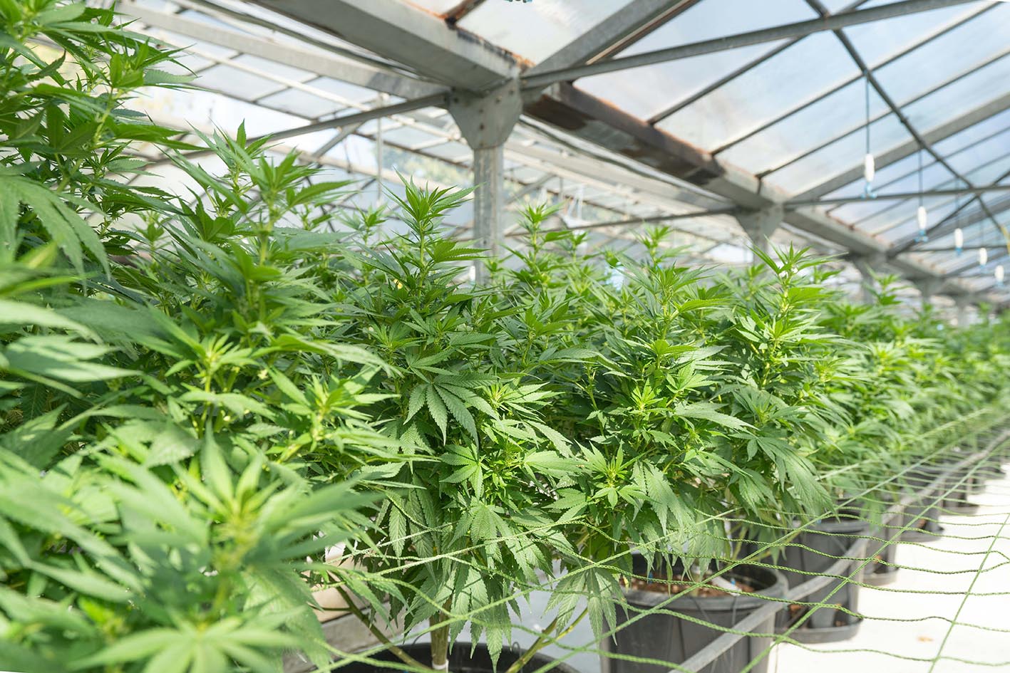 Mehr über den Artikel erfahren Hochtaunus: Klinik startet Modellprojekt „TherapieGarten 2026“ – Medizinisches Cannabis künftig aus eigenem Anbau