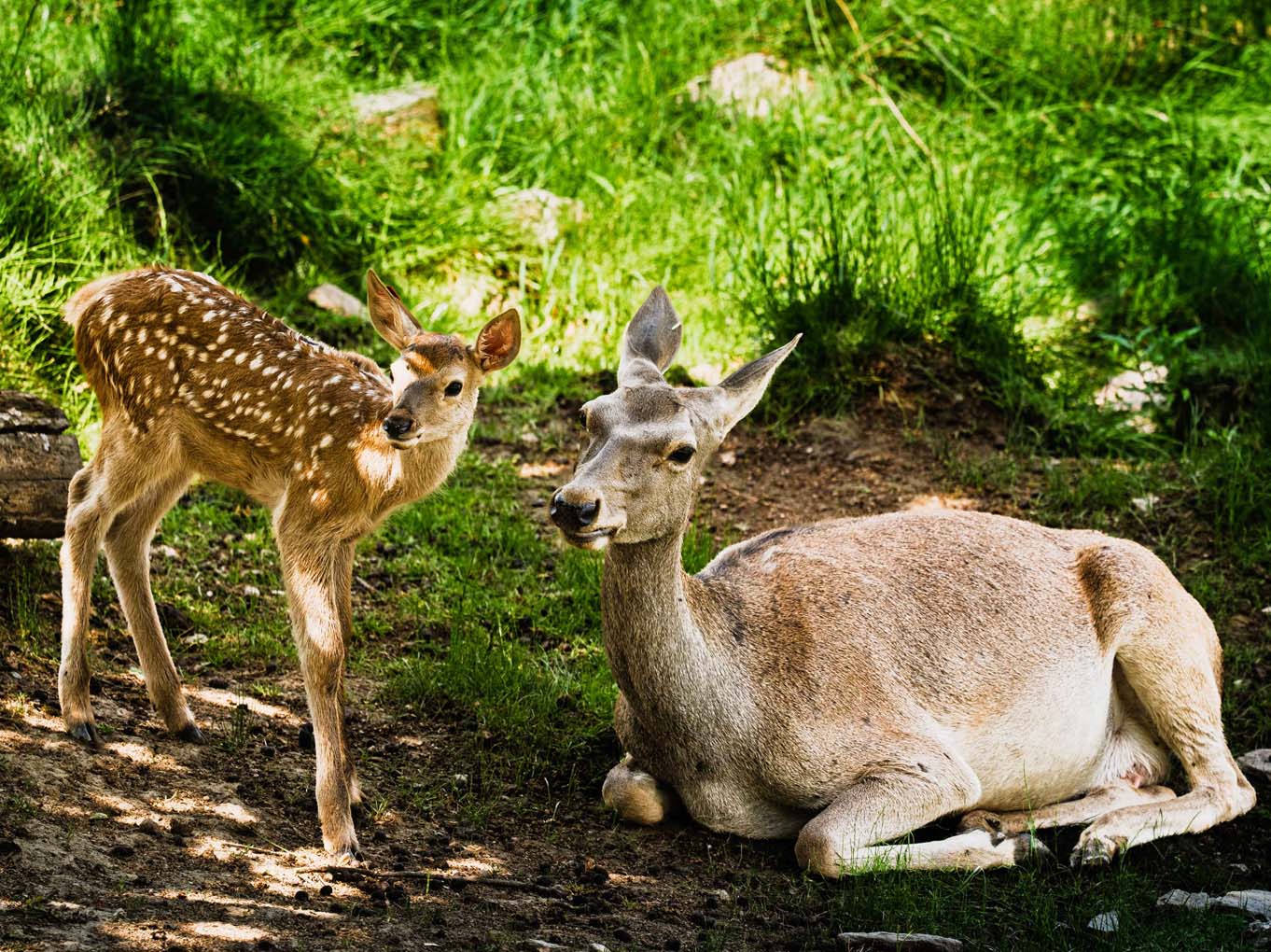 Mehr über den Artikel erfahren Kronberg: Weiterer Nachwuchs im Opel-Zoo bei Bucharahirsch, Streifengnu und Zwergmangusten