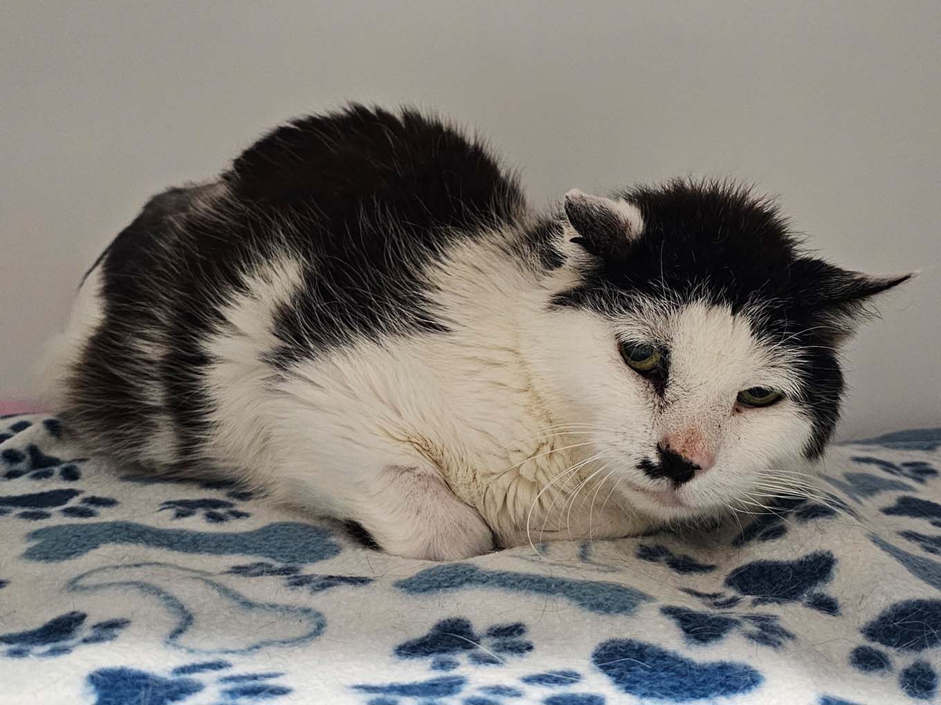 Mehr über den Artikel erfahren Bad Soden/Sulzbach: Caruso singt nicht mehr – Tierheim sucht dringend Pflegestellen für Katzen