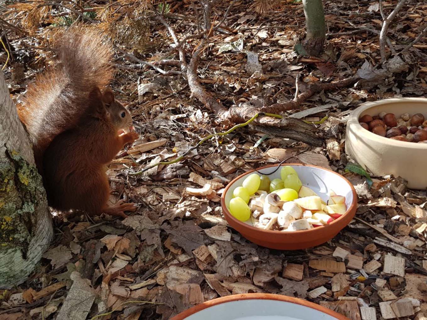 Mehr über den Artikel erfahren Bad Homburg: Gemeinsam für den Schutz heimischer Wildtiere – Stadt baut Urbanes Wildtiermanagement auf