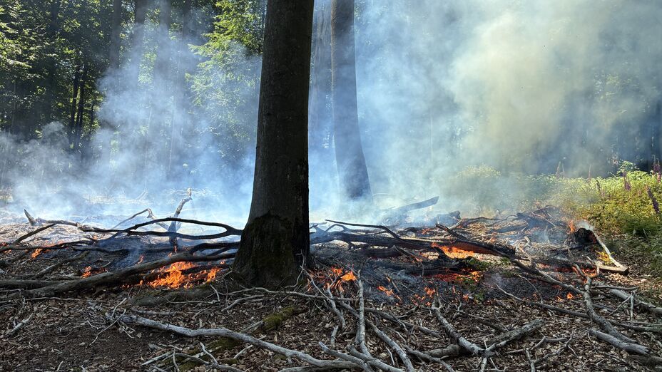 Mehr über den Artikel erfahren Hessen: Forstministerium hebt Alarmstufe auf – Vorerst Entspannung der Waldbrandgefahr in weiten Teilen des Landes