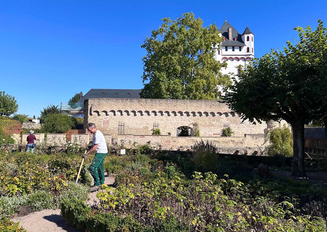 Mehr über den Artikel erfahren Eltville: Neugestaltung der Rosenbeete im Amtsgarten der Kurfürstlichen Burg